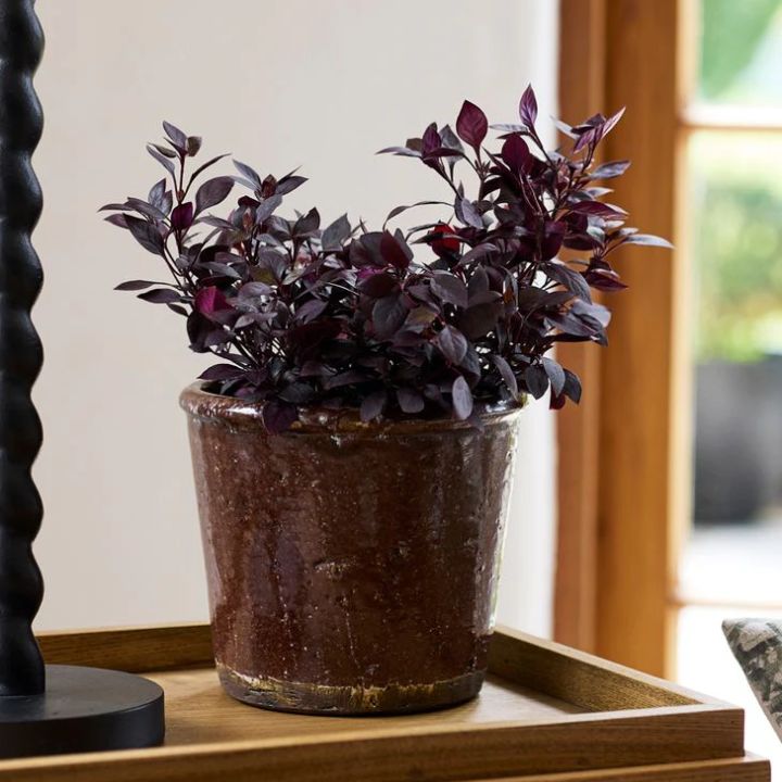 Brown terracotta glazed pot